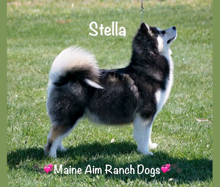 Photo of Stella, a Siberian Husky and Pomeranian mix in Iowa, USA