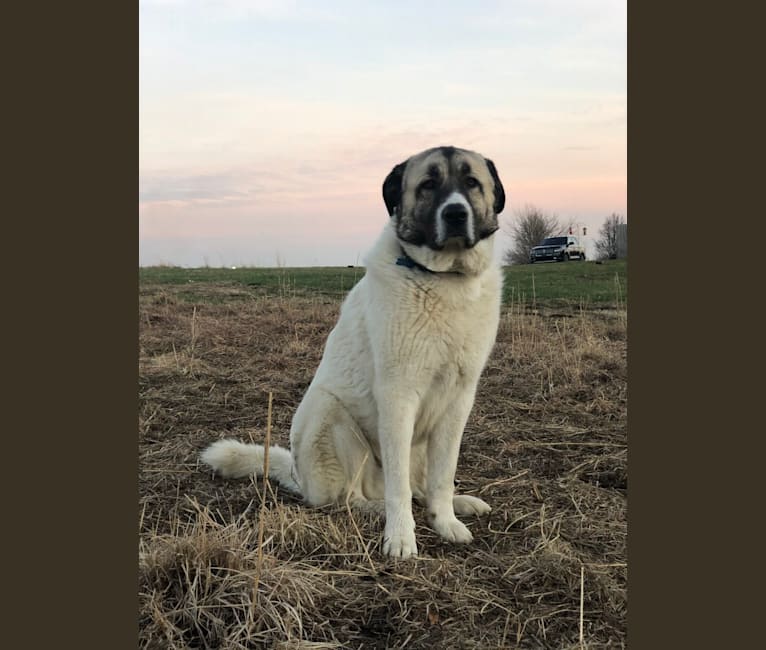 Photo of Roscoe, a Great Pyrenees and Anatolian Shepherd Dog mix in Auburn, Kansas, USA