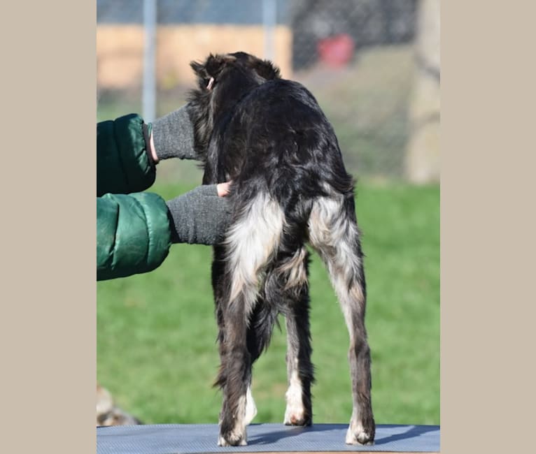 Knight, a Silken Windhound tested with EmbarkVet.com