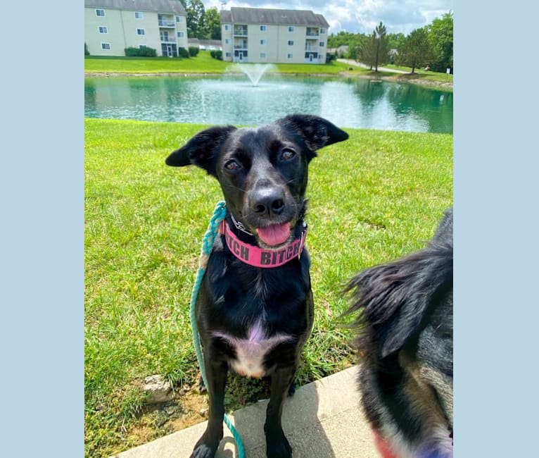 Nala, a Border Collie and American Pit Bull Terrier mix tested with EmbarkVet.com