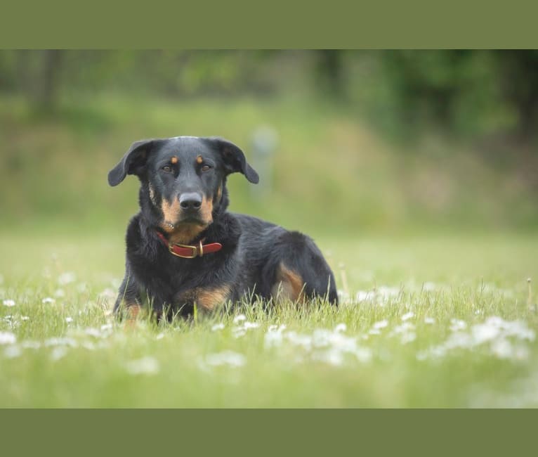 Photo of Picon des Bergers Aventureux, a Beauceron  in Nederland