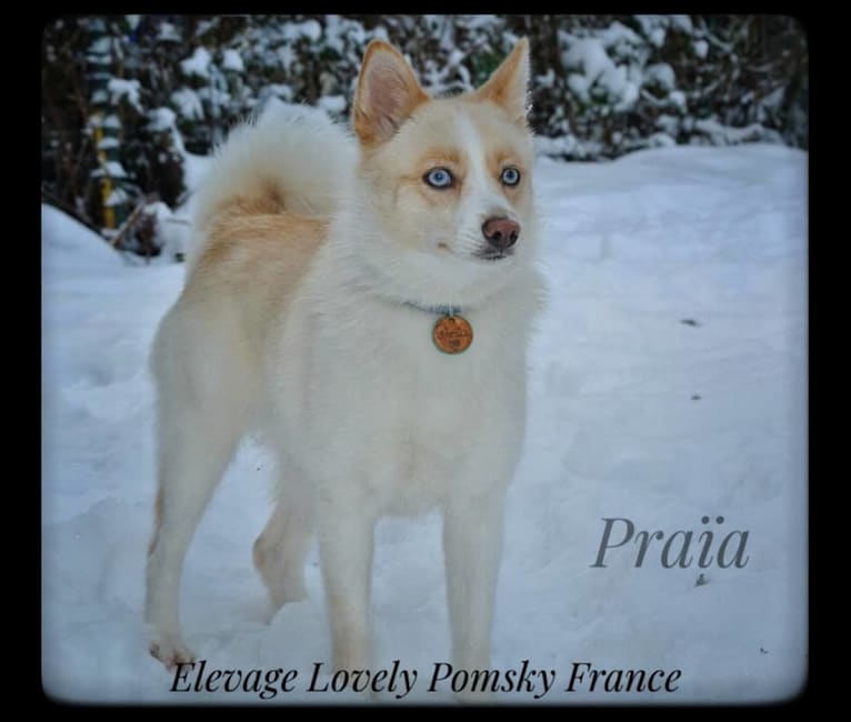 Praïa, a Pomsky tested with EmbarkVet.com