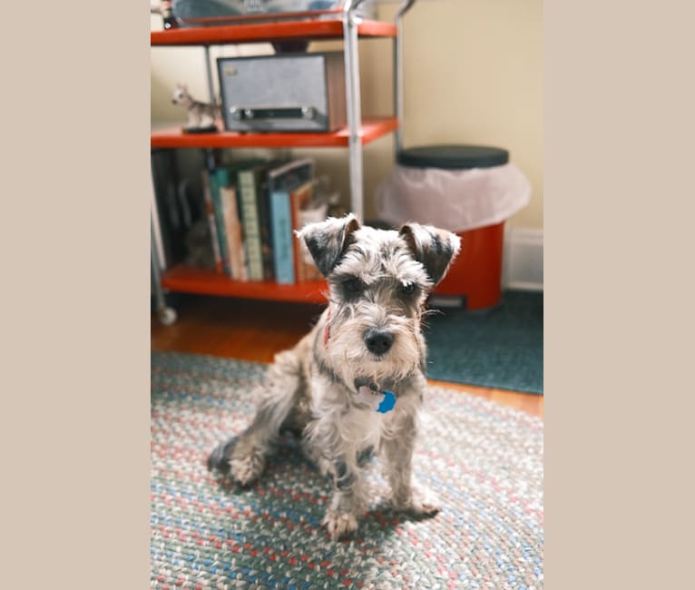 Adelaide, a Miniature Schnauzer and Boston Terrier mix tested with EmbarkVet.com