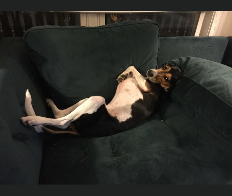 Wilhuff, a Beagle and Coonhound mix tested with EmbarkVet.com