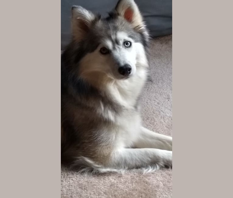 Tessa, an American Eskimo Dog and Siberian Husky mix tested with EmbarkVet.com