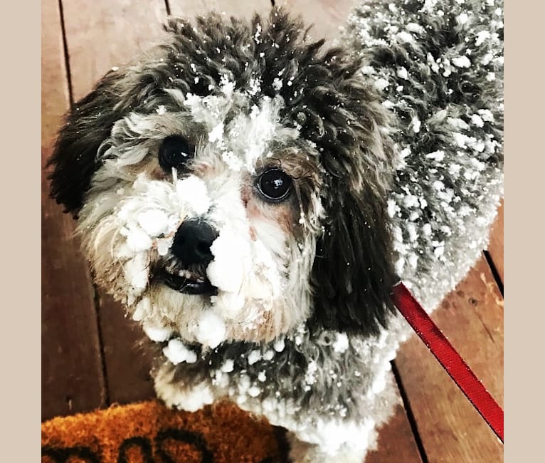 Bear, a Poodle (Small) and Shih Tzu mix tested with EmbarkVet.com