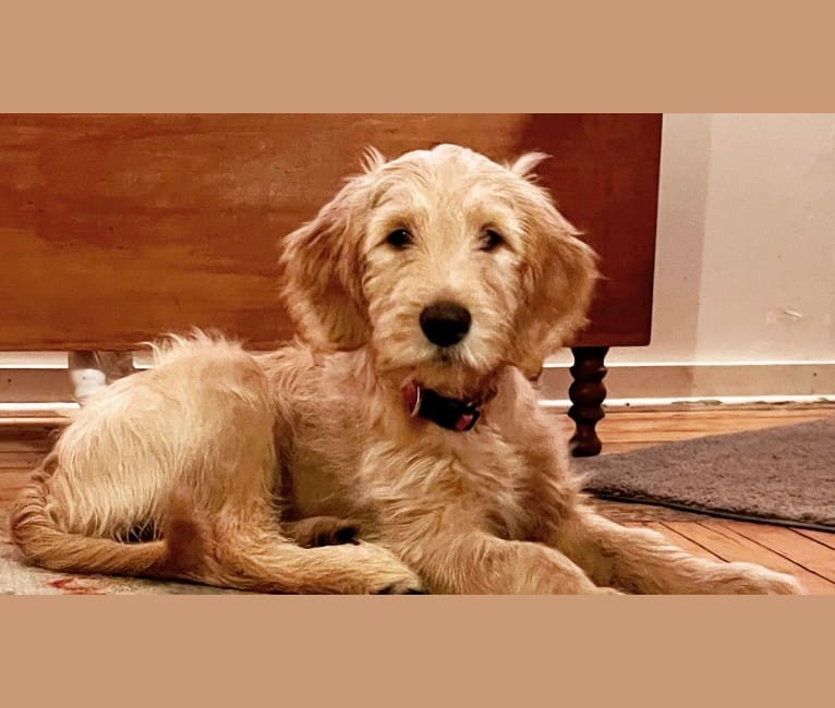 Rosie, a Poodle (Standard) and Golden Retriever mix tested with EmbarkVet.com