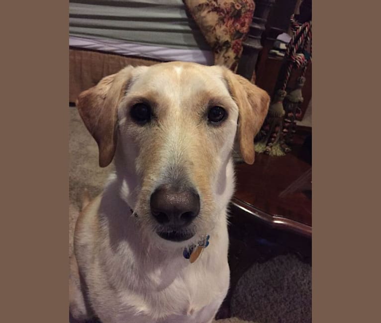 yellow lab greyhound mix