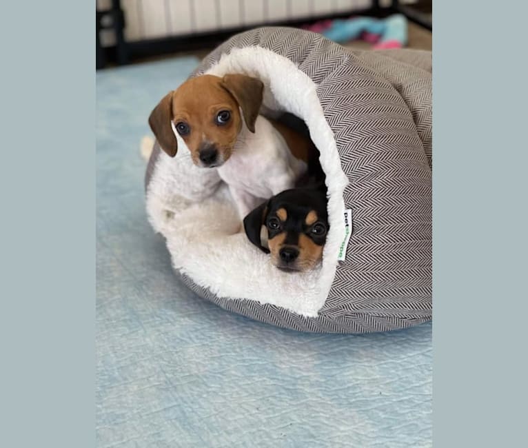 Sully, a Beagle and Chihuahua mix tested with EmbarkVet.com