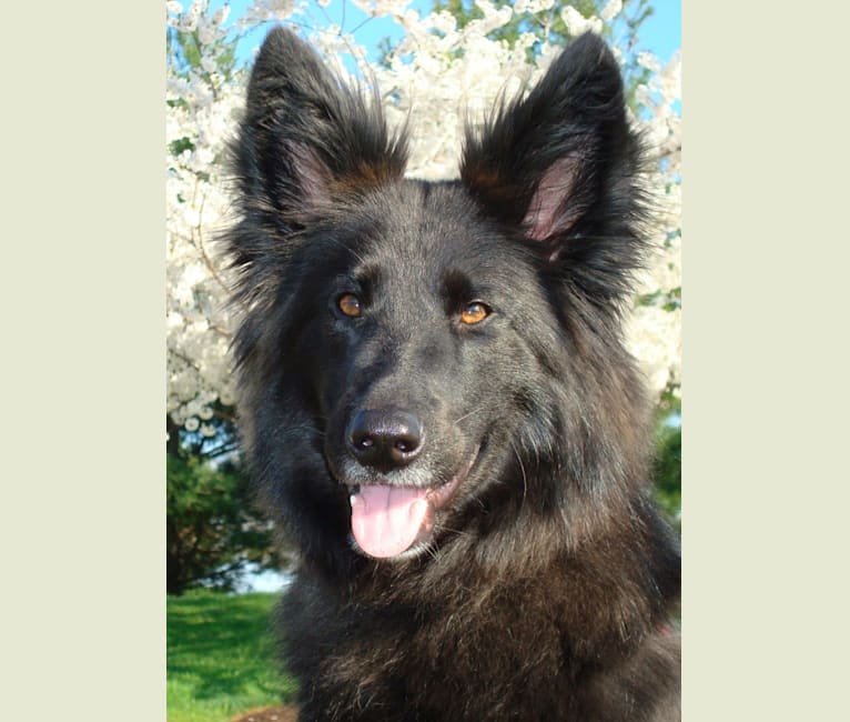 Lacy, a German Shepherd Dog and Chow Chow mix tested with EmbarkVet.com