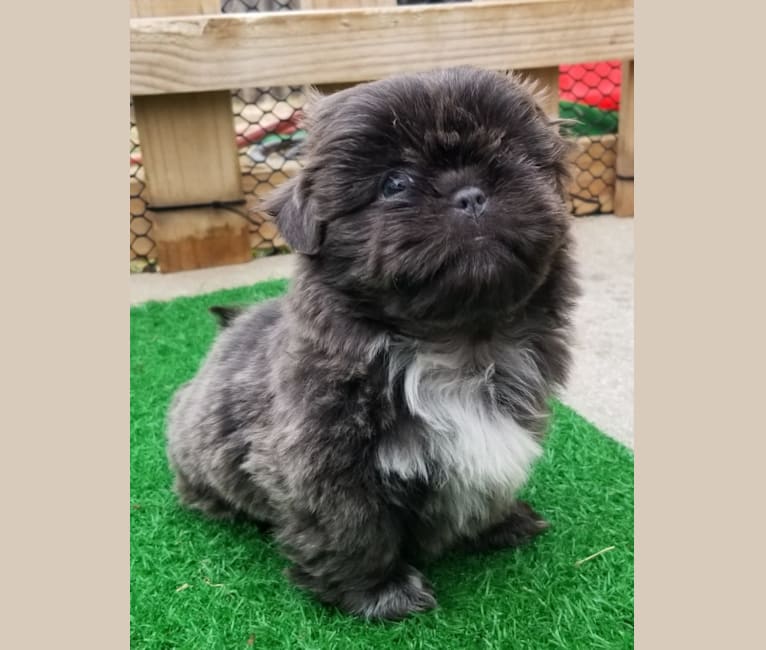 Morpheus, a Shih Tzu tested with EmbarkVet.com