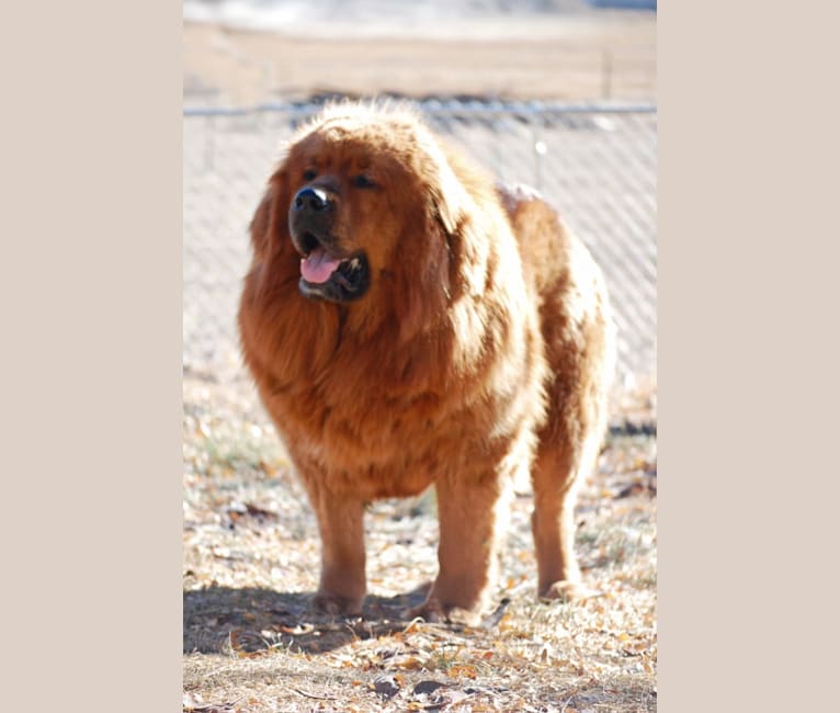 Ankeney’s Whiskey Lullaby of BB, a Tibetan Mastiff tested with EmbarkVet.com