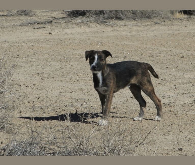 Photo of Gee, a Border Collie, Whippet, Border Terrier, Staffordshire Bull Terrier, and Russell-type Terrier mix in Pahrump, NV, USA