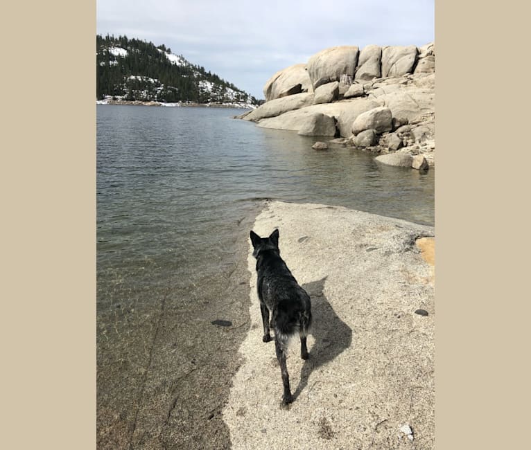 Bodie, an Australian Cattle Dog and Border Collie mix tested with EmbarkVet.com