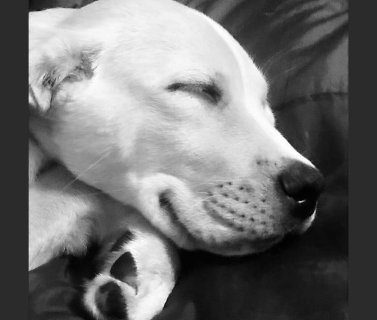 Stanley Pup, a Labrador Retriever and Alapaha Blue Blood Bulldog mix tested with EmbarkVet.com