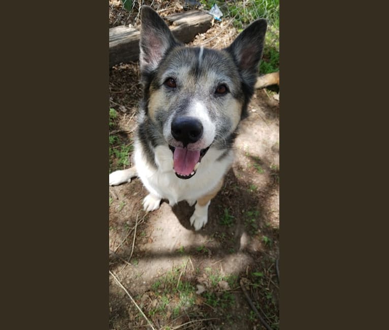 Lucky, an Australian Cattle Dog and Samoyed mix tested with EmbarkVet.com