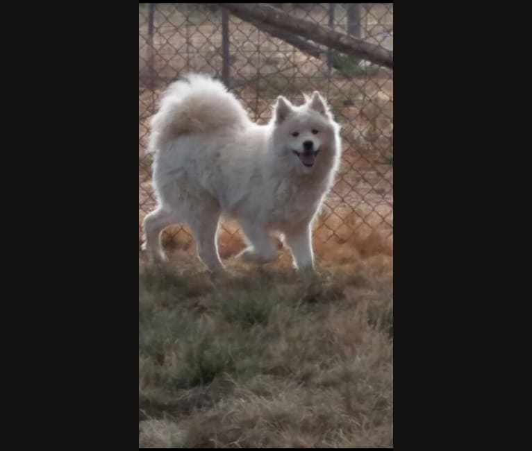 Sweetie, a Samoyed tested with EmbarkVet.com