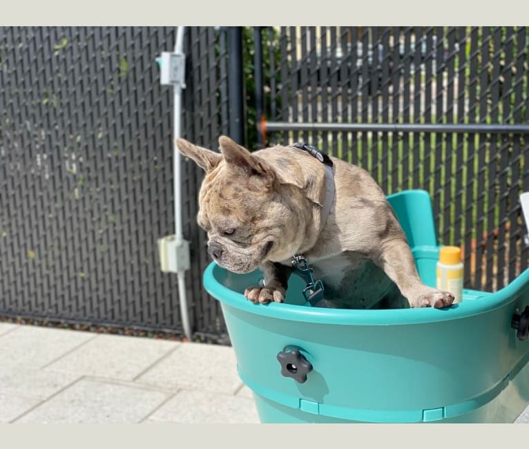 George, a French Bulldog tested with EmbarkVet.com