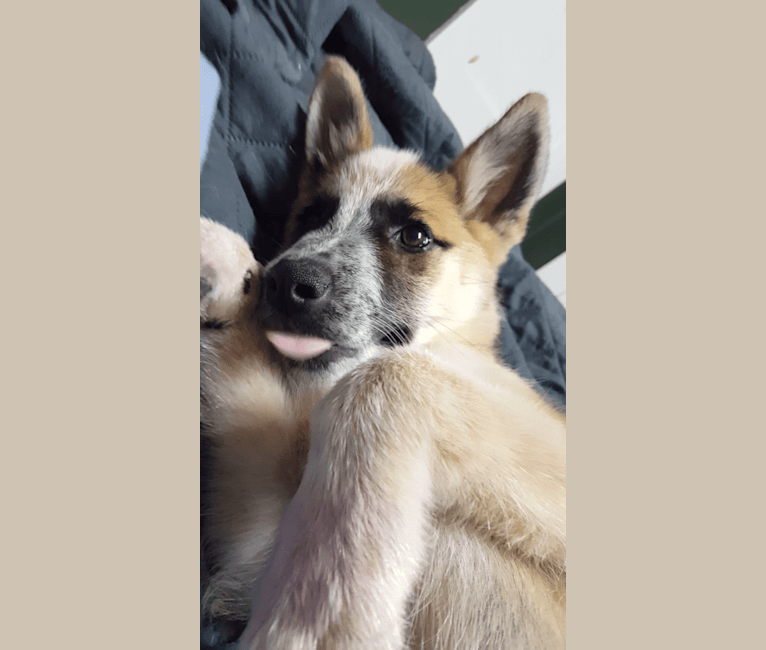 Mimzi, an Australian Cattle Dog and German Shepherd Dog mix tested with EmbarkVet.com
