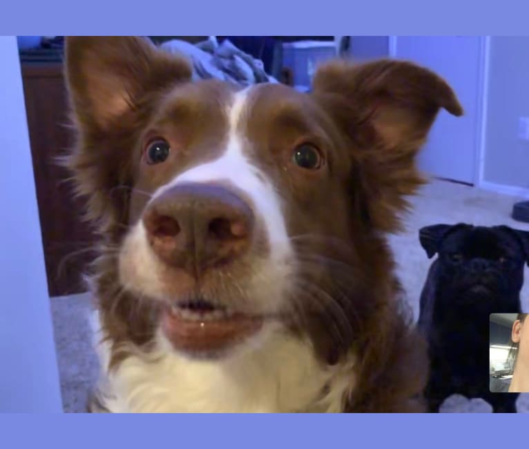Half border collie sales half australian shepherd