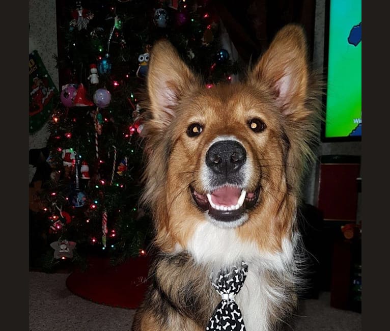 Doug, a Shetland Sheepdog and Australian Cattle Dog mix tested with EmbarkVet.com