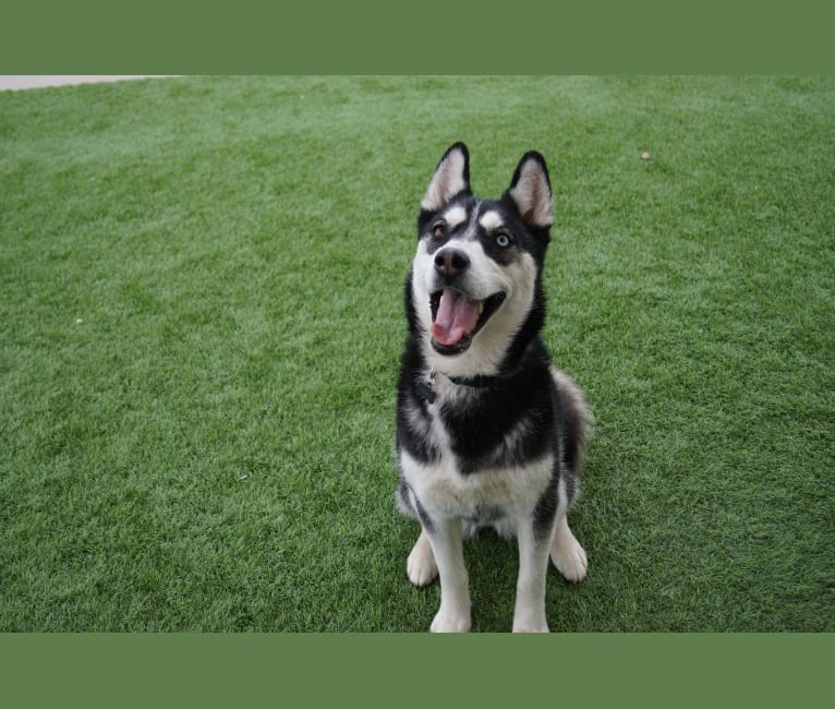 Koda, a Siberian Husky tested with EmbarkVet.com