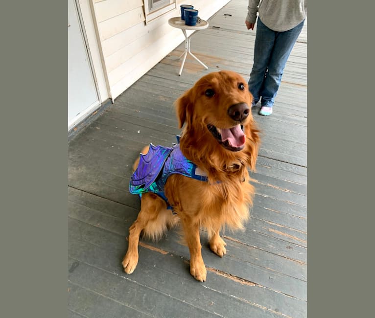 Cooper, a Golden Retriever tested with EmbarkVet.com