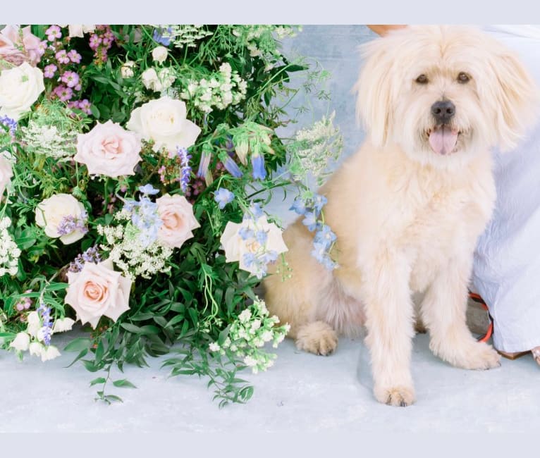 Photo of Kimo, a Lhasa Apso, Chow Chow, and American Pit Bull Terrier mix in San Diego, California, USA