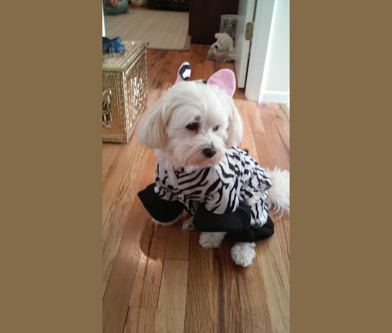 Jeter, a Havanese tested with EmbarkVet.com