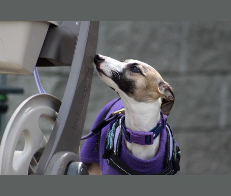 domino whippets