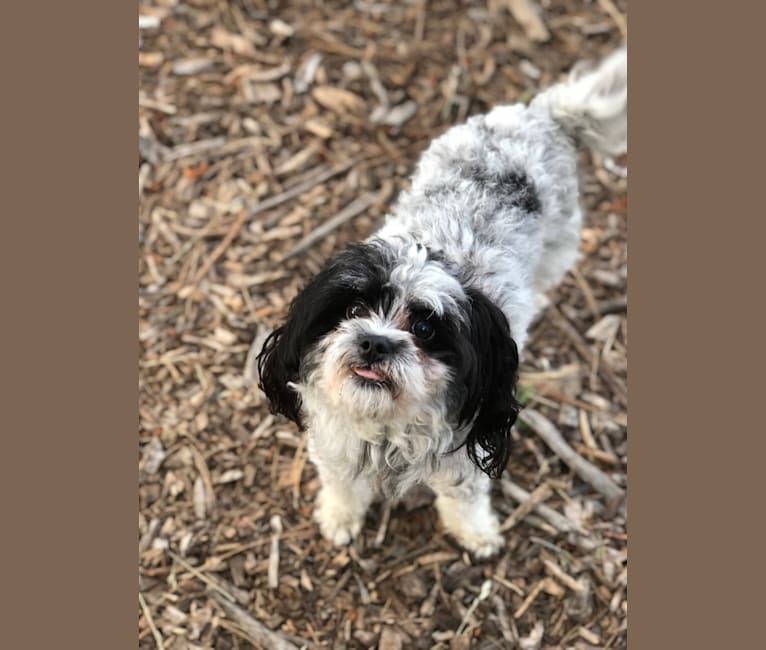 Daizy, a Chihuahua and Cocker Spaniel mix tested with EmbarkVet.com