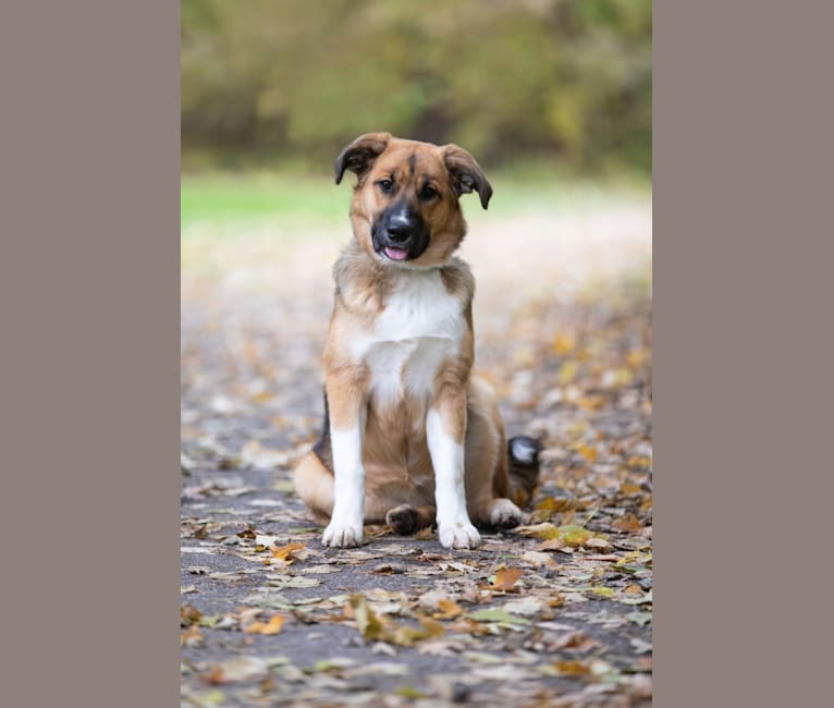 Cleo, a German Shepherd Dog and American Bulldog mix tested with EmbarkVet.com