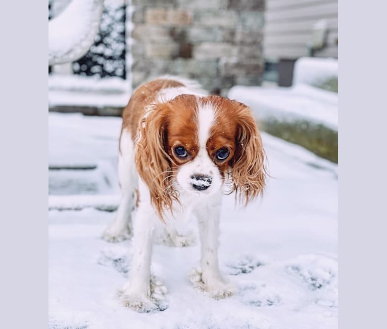 Billy, a Cavalier King Charles Spaniel tested with EmbarkVet.com