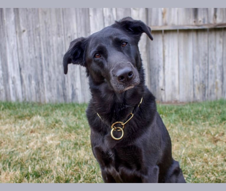 Sheba, a Labrador Retriever and Golden Retriever mix tested with EmbarkVet.com