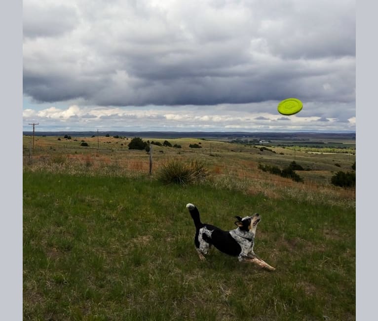 Keystone, an English Shepherd and Australian Cattle Dog mix tested with EmbarkVet.com