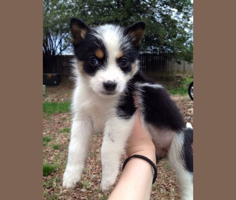 Fable, an Australian Cattle Dog and Siberian Husky mix tested with EmbarkVet.com