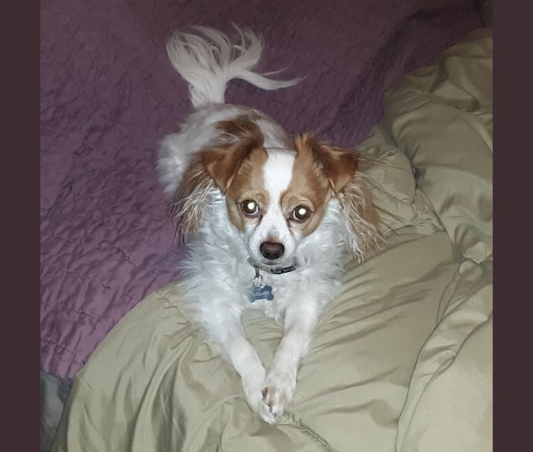 Cappy, a Chihuahua tested with EmbarkVet.com