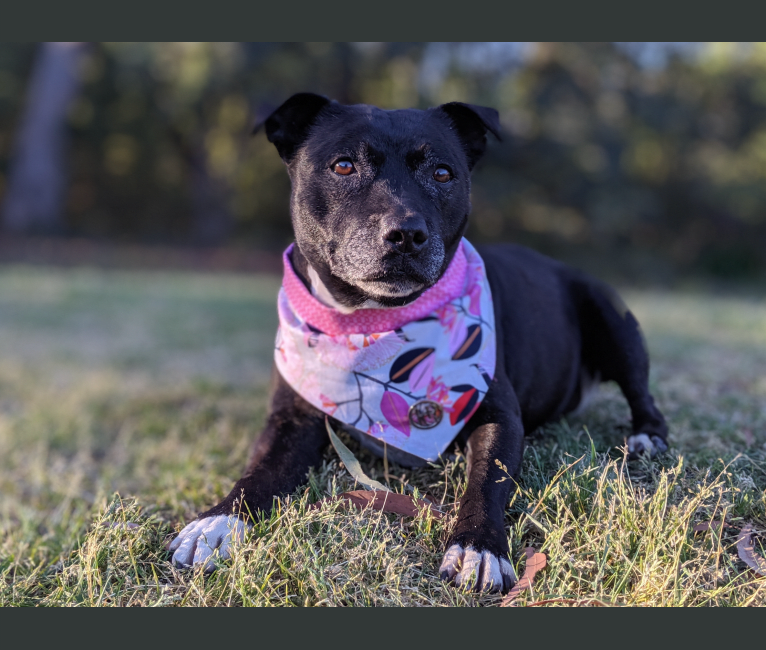 Pocket, a Staffordshire Bull Terrier tested with EmbarkVet.com