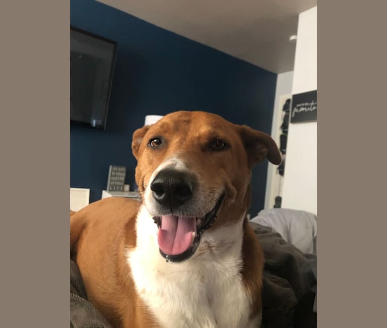 Pete, a Chow Chow and American Pit Bull Terrier mix tested with EmbarkVet.com