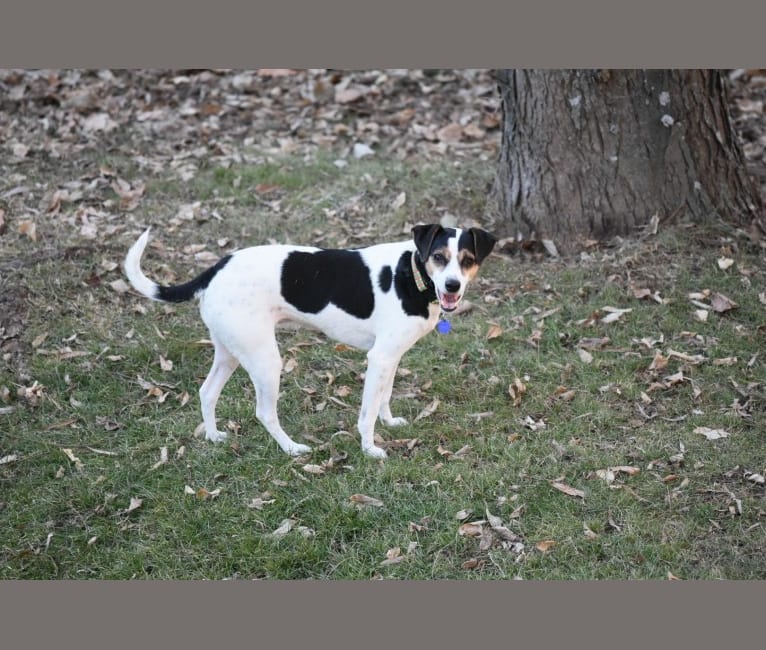 Fox terrier dalmatian mix on sale