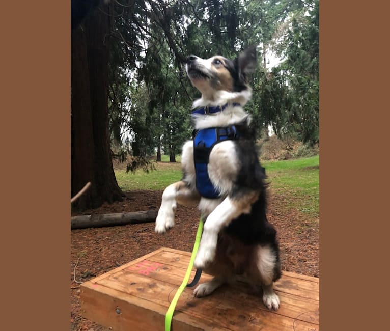 Kershaw, a Border Collie and Australian Cattle Dog mix tested with EmbarkVet.com