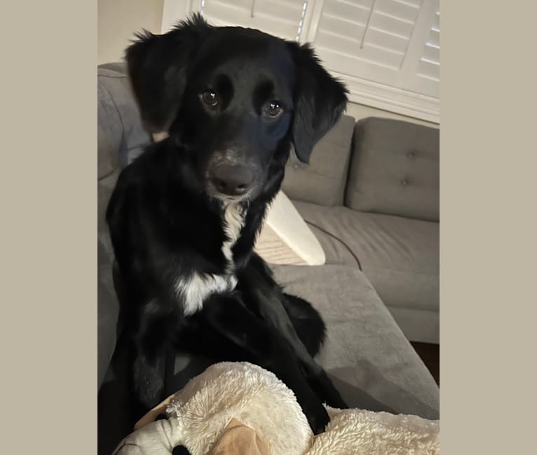 Border collie lab retriever sale mix