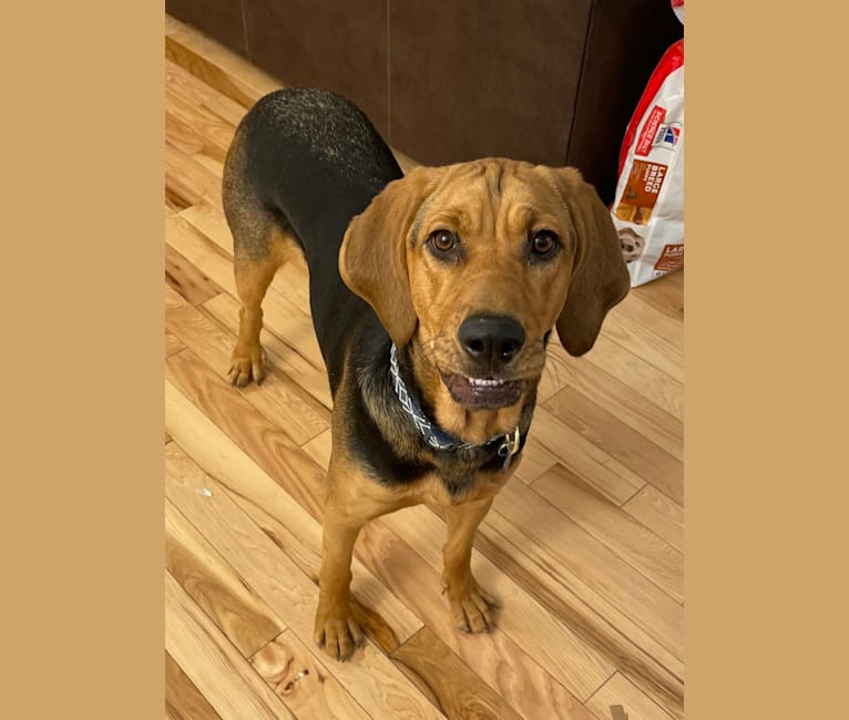 Marley, a Bloodhound and Treeing Walker Coonhound mix tested with EmbarkVet.com