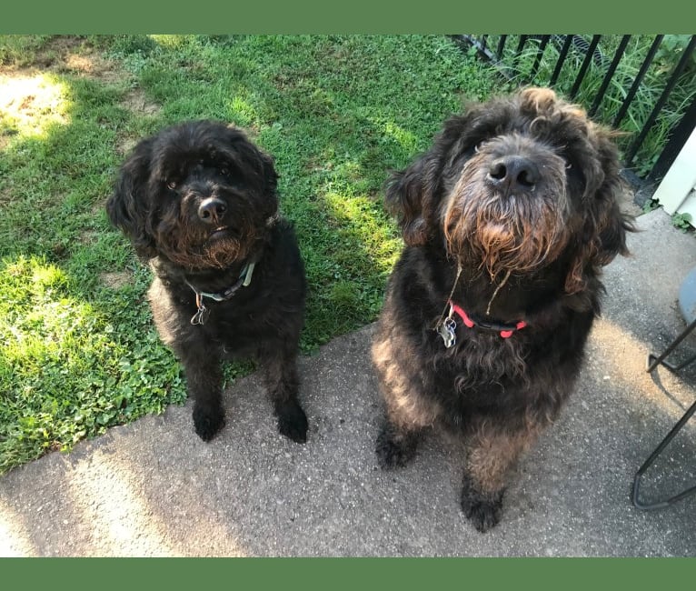 Beau, a Lagotto Romagnolo and Rottweiler mix tested with EmbarkVet.com