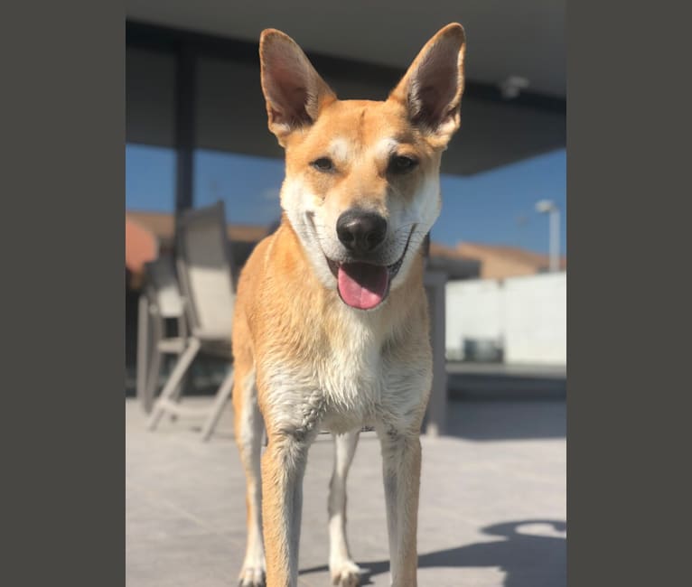Photo of Ralph, a German Shepherd Dog and European Village Dog mix in Spain