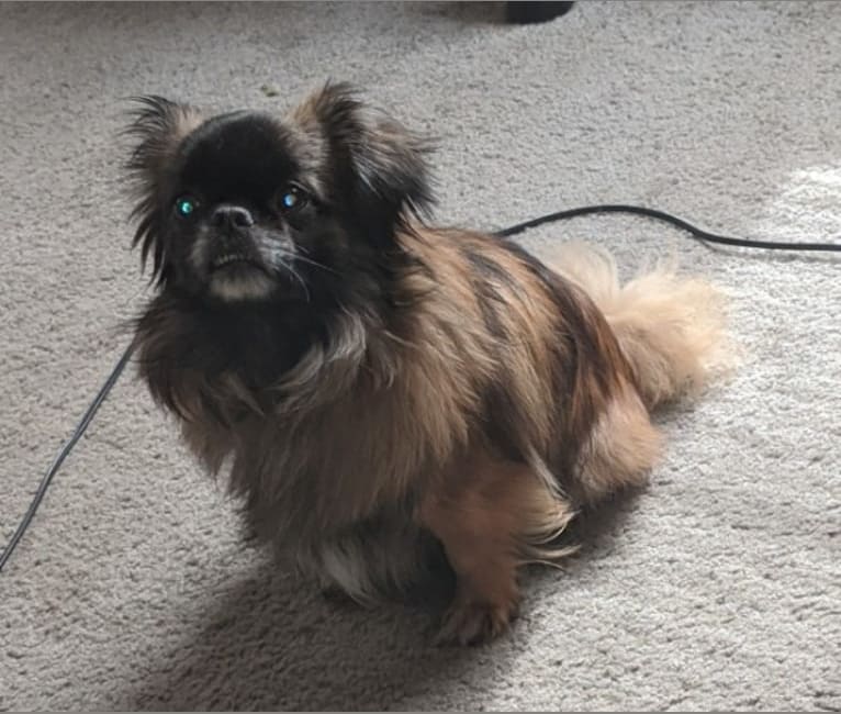 Papillon tibetan spaniel cross best sale