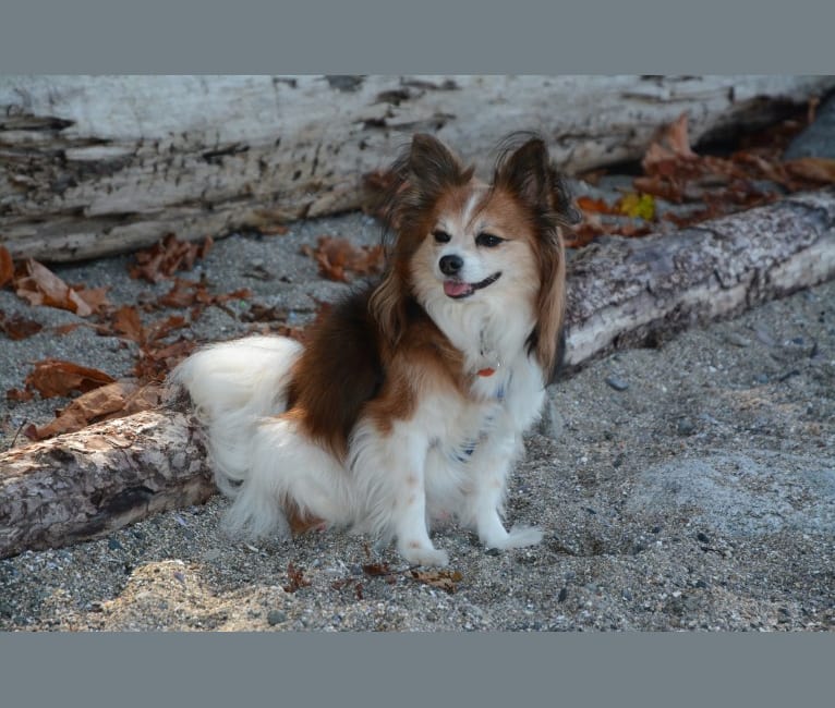 Photo of Samie, a Papillon  in Vancouver, British Columbia, Canada