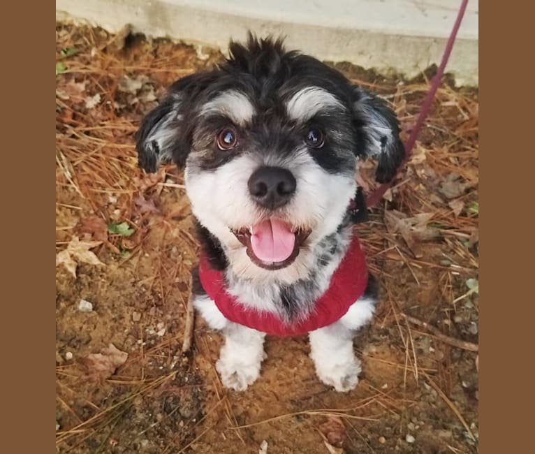 Apollo Apuddo Pud Apotado, a Shih Tzu and Australian Cattle Dog mix tested with EmbarkVet.com