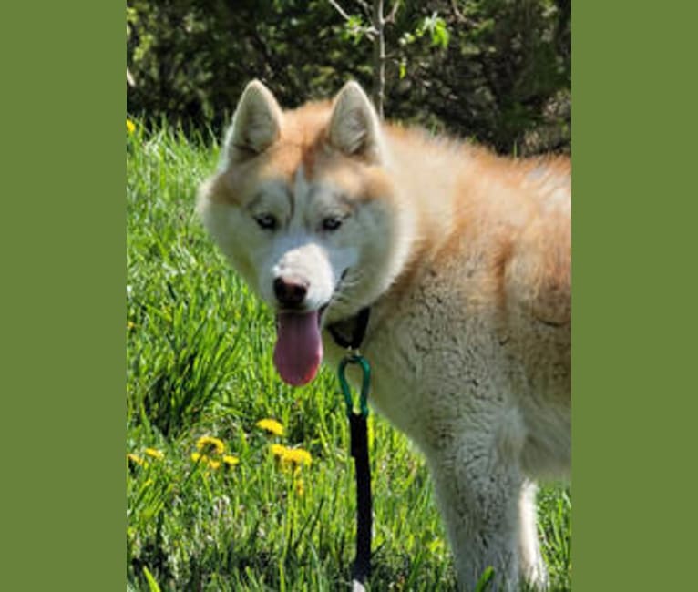 Autti, a Siberian Husky tested with EmbarkVet.com