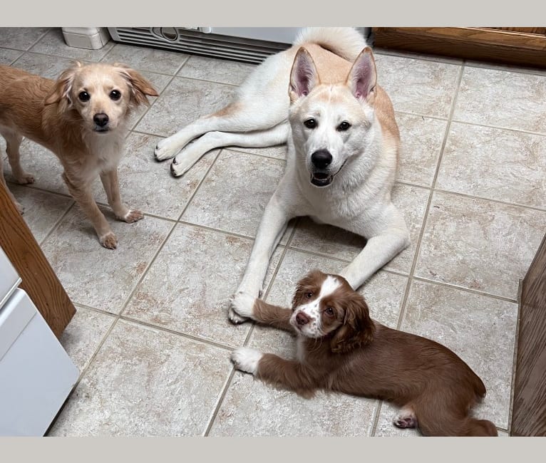 Photo of Spencer, an Akita, Siberian Husky, German Shepherd Dog, and Chow Chow mix in Pomona, California, USA
